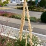 Calamagrostis arundinacea Floare