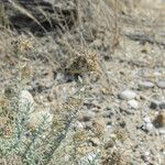 Teucrium dunense Fruto