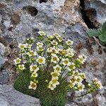 Saxifraga squarrosa Flower