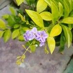 Duranta erectaКветка