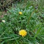 Taraxacum cucullatiforme 形態