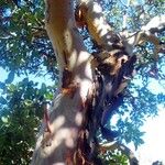 Arbutus xalapensis ᱪᱷᱟᱹᱞᱤ