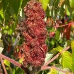 Rhus typhina Fruit