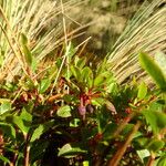 Vaccinium geminiflorum Fruit