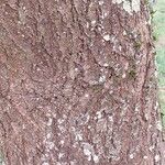 × Chitalpa tashkentensis Bark