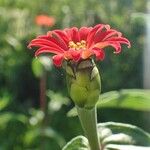 Zinnia peruviana 花