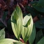 Ruscus hypoglossum Hoja