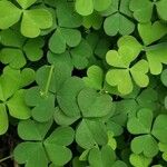 Oxalis exilis برگ