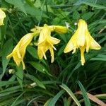 Hemerocallis lilioasphodelusFlower