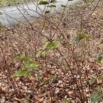 Hypericum androsaemum Habit