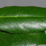 Elaeagnus x submacrophylla Other