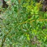 Bursaria spinosa Φύλλο