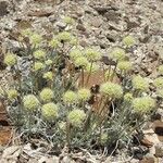 Eriogonum tiehmii Hàbitat