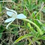 Hippobroma longiflora Цветок