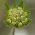 Pterocephalus plumosus Fruit