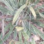 Echium asperrimum Leaf