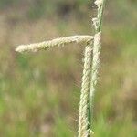 Urochloa trichopus Flower