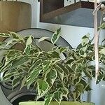 Ficus microcarpaBlatt