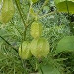 Physalis heterophylla Frutto