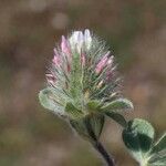 Trifolium sylvaticum Fleur