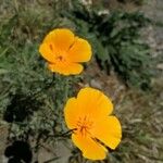 Eschscholzia californicaFlower