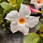 Mandevilla boliviensis Flower