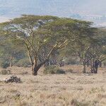 Vachellia xanthophloea आदत