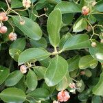 Euonymus japonicus Φύλλο