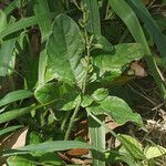 Ruellia ciliatiflora 整株植物