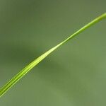 Fimbristylis autumnalis Leaf