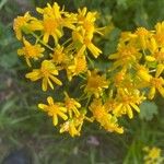 Senecio ampullaceus Flower