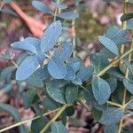 Eucalyptus gunniiFuelha