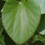 Aristolochia tomentosa Leaf