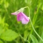 Lathyrus hirsutus Fula