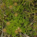 Acaena novae-zelandiae Habit