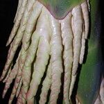 Raphia hookeri Flor