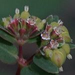 Euphorbia hyssopifolia Blüte