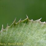 Trifolium michelianum Fulla