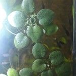 Hydrocharis laevigata Blatt