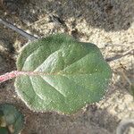 Abronia umbellata Leaf