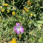 Eudianthe coeli-rosa Flower