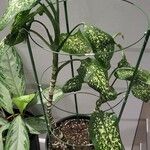 Dieffenbachia seguine Hostoa