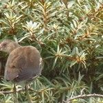 Hippophae rhamnoides Лист