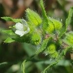 Nonea echioides 花