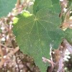 Abutilon grandifolium Leaf