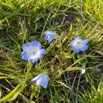 Nemophila menziesii Květ