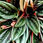 Peperomia caperata Φύλλο