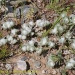 Bombycilaena discolor Habit