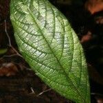 Cordia nodosa Blatt