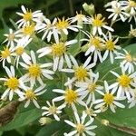 Doellingeria umbellata Blomma